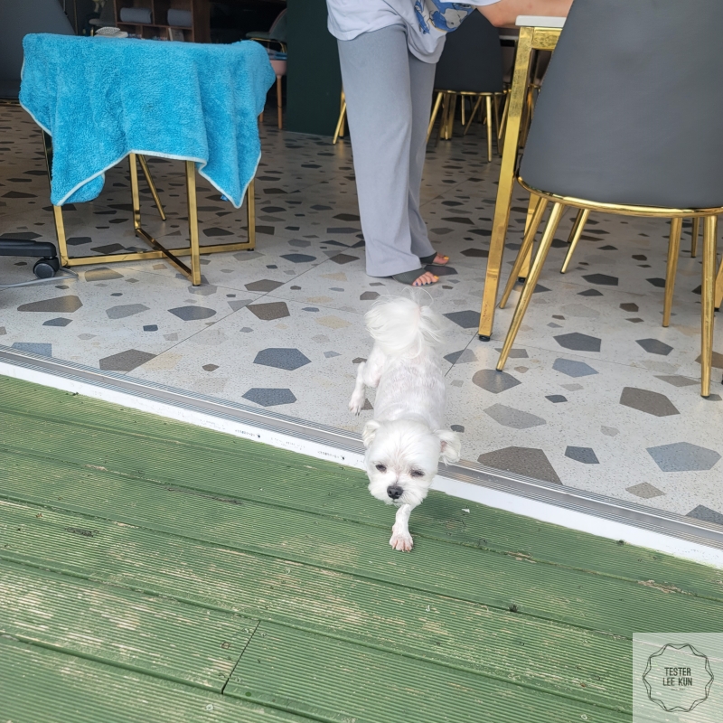 개올나잇-강아지2