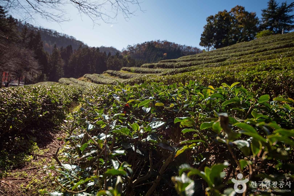 2024 가을 여행지 단풍 명소 추천