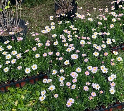 정원 초보도 키우기 쉬운 사계절 꽃 식물, 사계쑥부쟁이