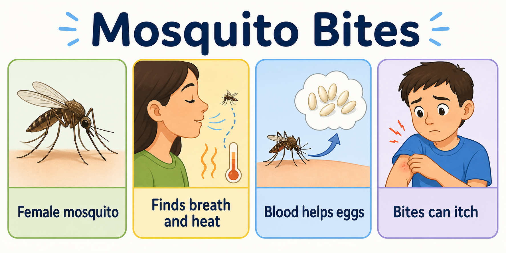 Infographic explaining why mosquitoes bite and why mosquito bites itch