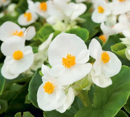 겨울 꽃 베고니아