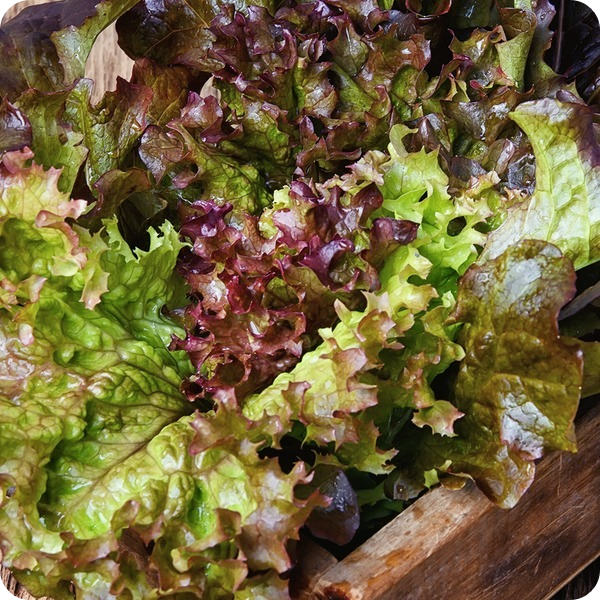 상추 파종시기-재배방법