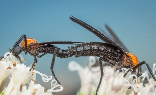 러브버그퇴치법4