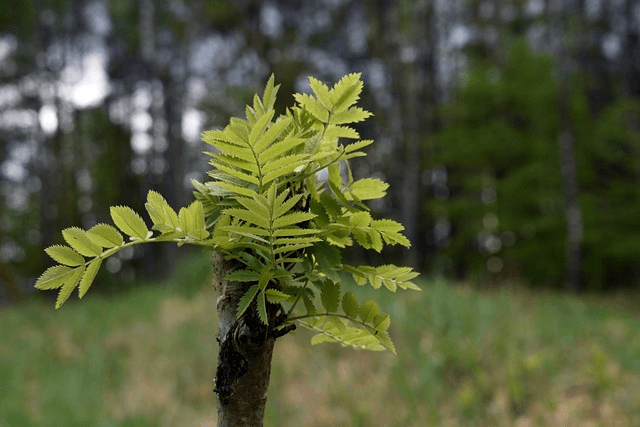 나무심기 좋은 절기