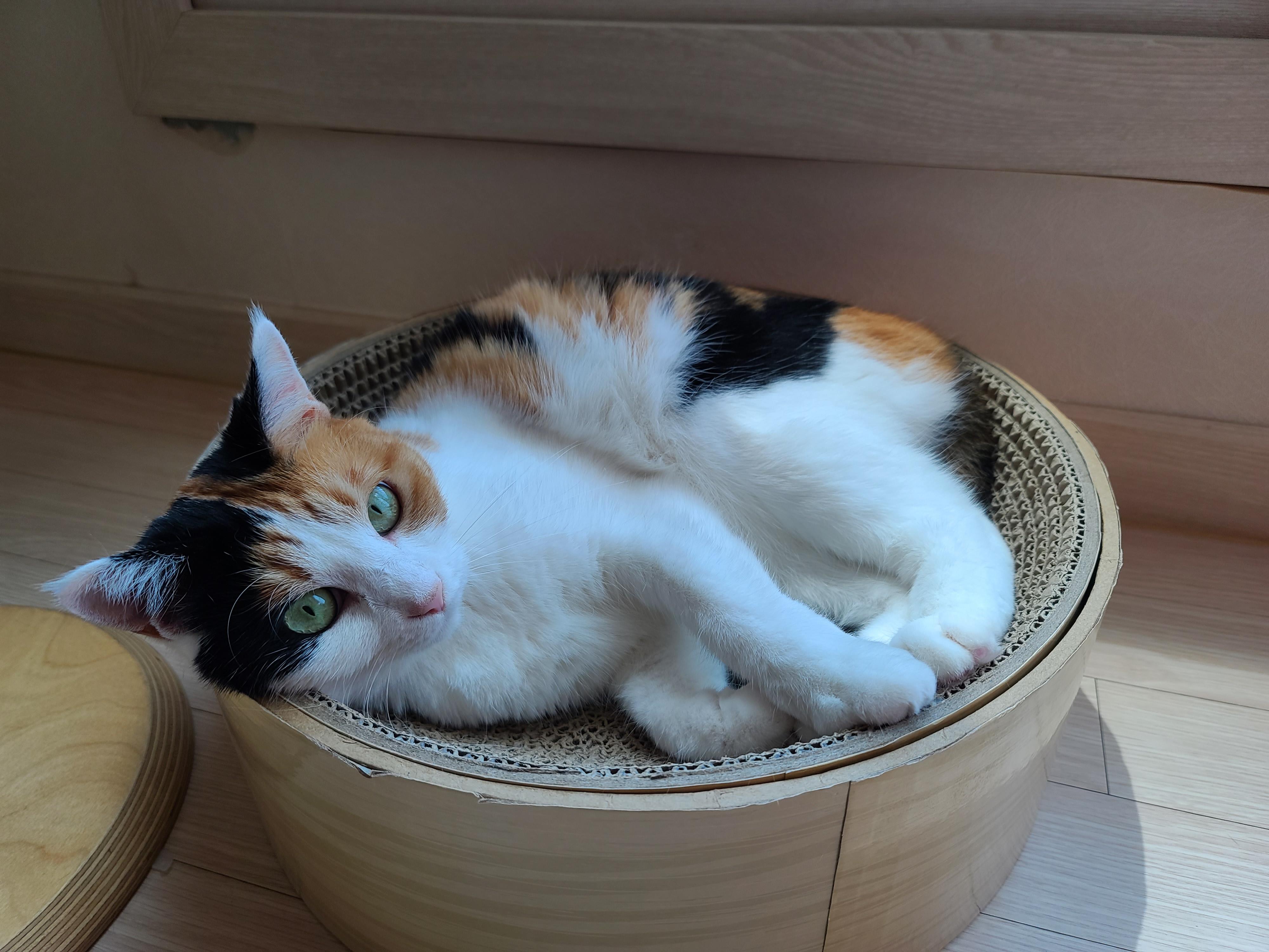 우리집 아홉냥이의 고양이 종류