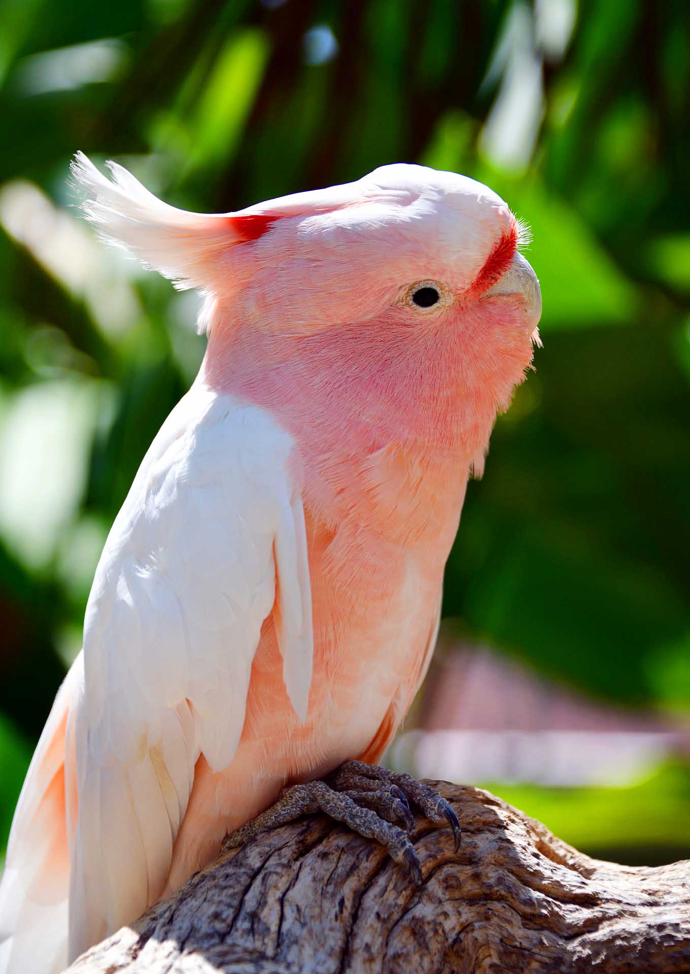 반려앵무새 관련 사진