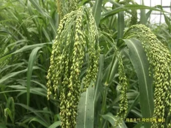 기장 재배 건조 토양 적합 파종 방법 탈곡 요령_29