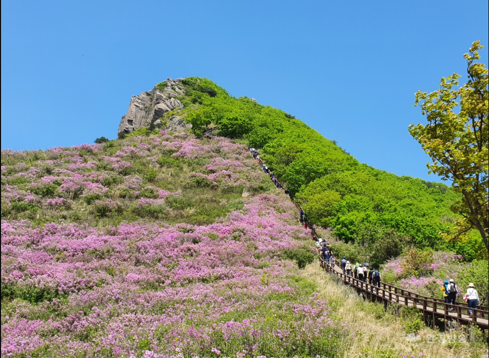 황매산 철쭉