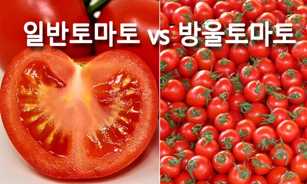 방울토마토 재배 방법_5