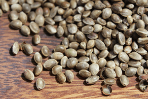 햄프씨드효능06