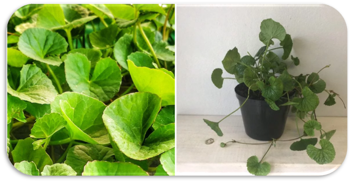 Centella Asiatica, 병풀