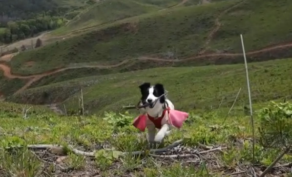 산타독-산을-타는-강아지