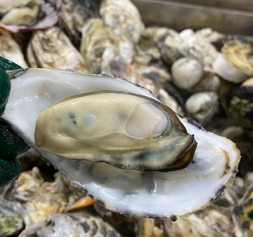 6시내고향 보령굴