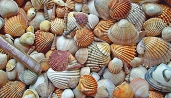 조개껍질-꿈해몽-썸네일