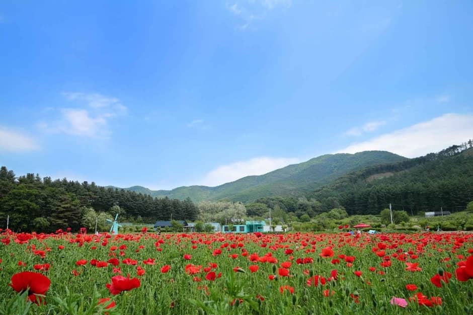 원주 용수골 양귀비꽃