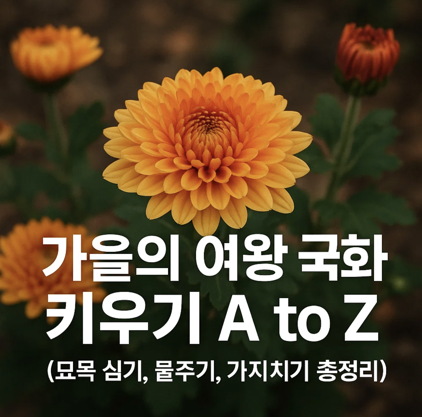가을의 여왕 국화 키우기 A to Z (묘목 심기, 물주기, 가지치기 총정리)