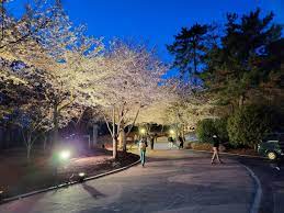 제 2회 북부동 봄의 눈꽃축제 기본일정과 프로그램 소개