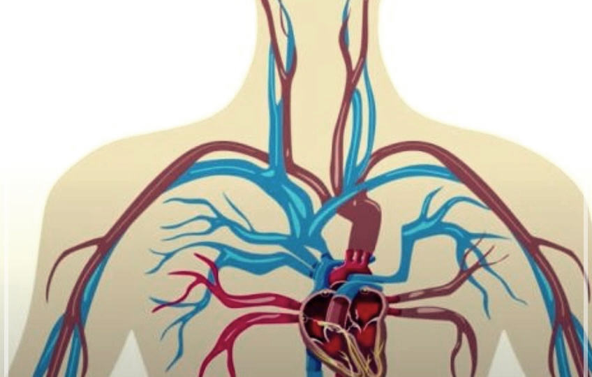 심방세동에 좋은 음식: 건강한 심장을 위한 궁극의 식단 가이드