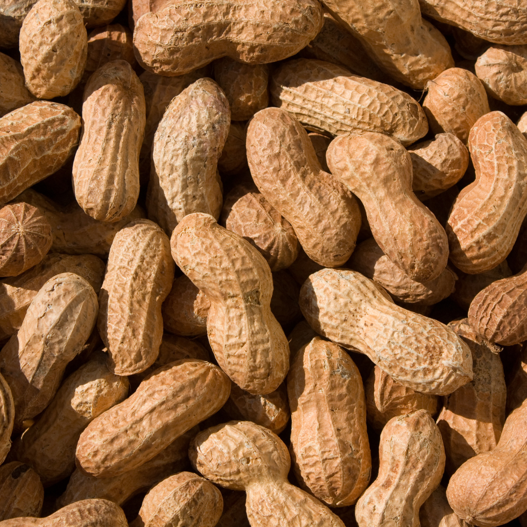 볶은땅콩 효능 칼로리 하루 섭취량 보관 방법