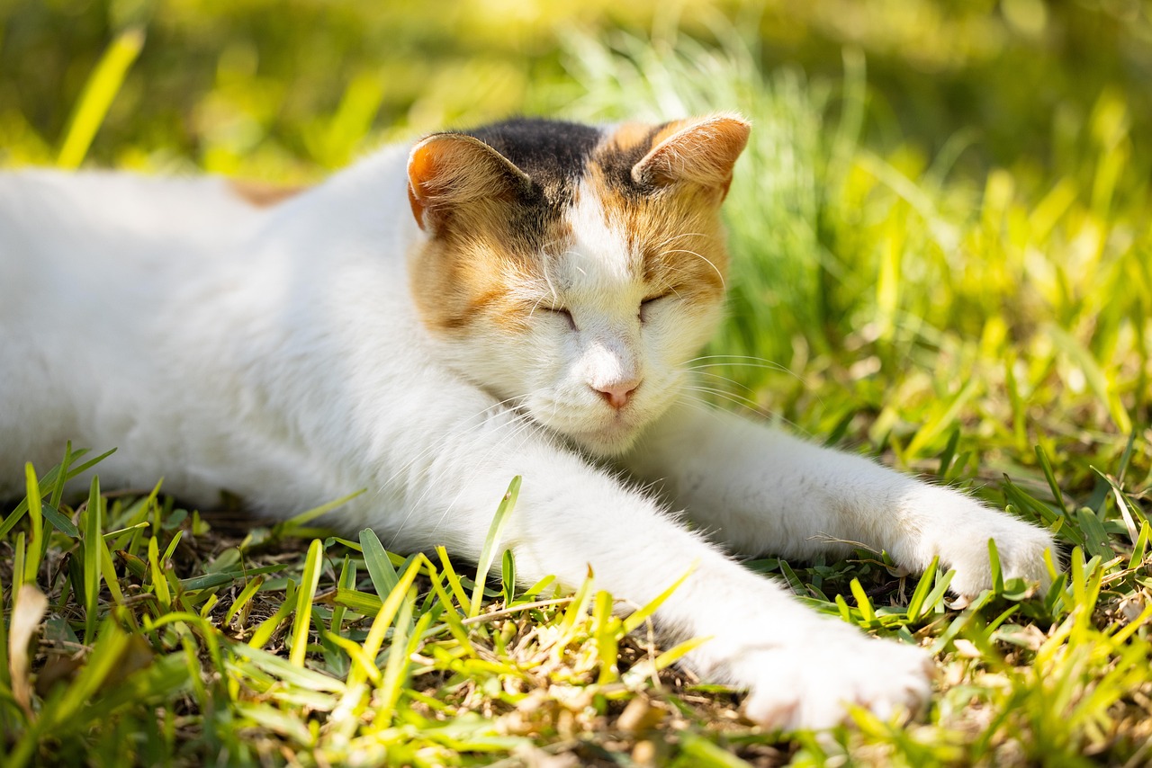 고양이 첫 발정 시기 총정리(2)