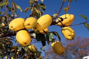 기침-멈추는-방법