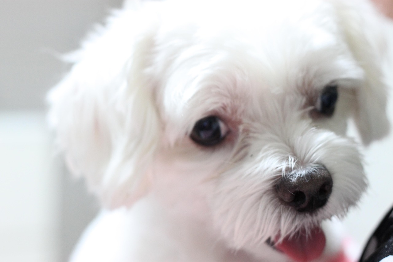 반려동물 보험에 대해 비교하여 알아보고 가입하기