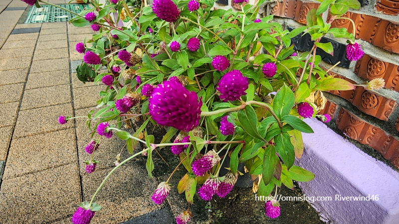 천일홍(千日紅) Globe Amaranth , Gomphrena globosa