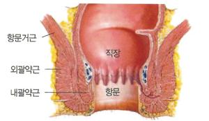 항문 괄약근