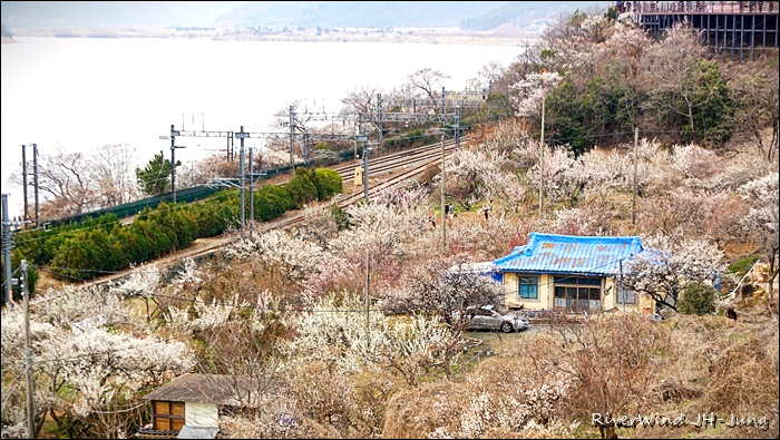 원동매하화 순매원
부산근교 원동매하화 순매원
