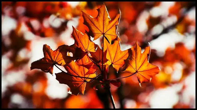 2024년 내장산 단풍절정시기