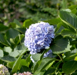 수국 꽃1