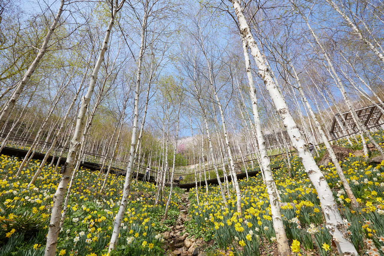 화담숲 벛꽃 예약방법_13