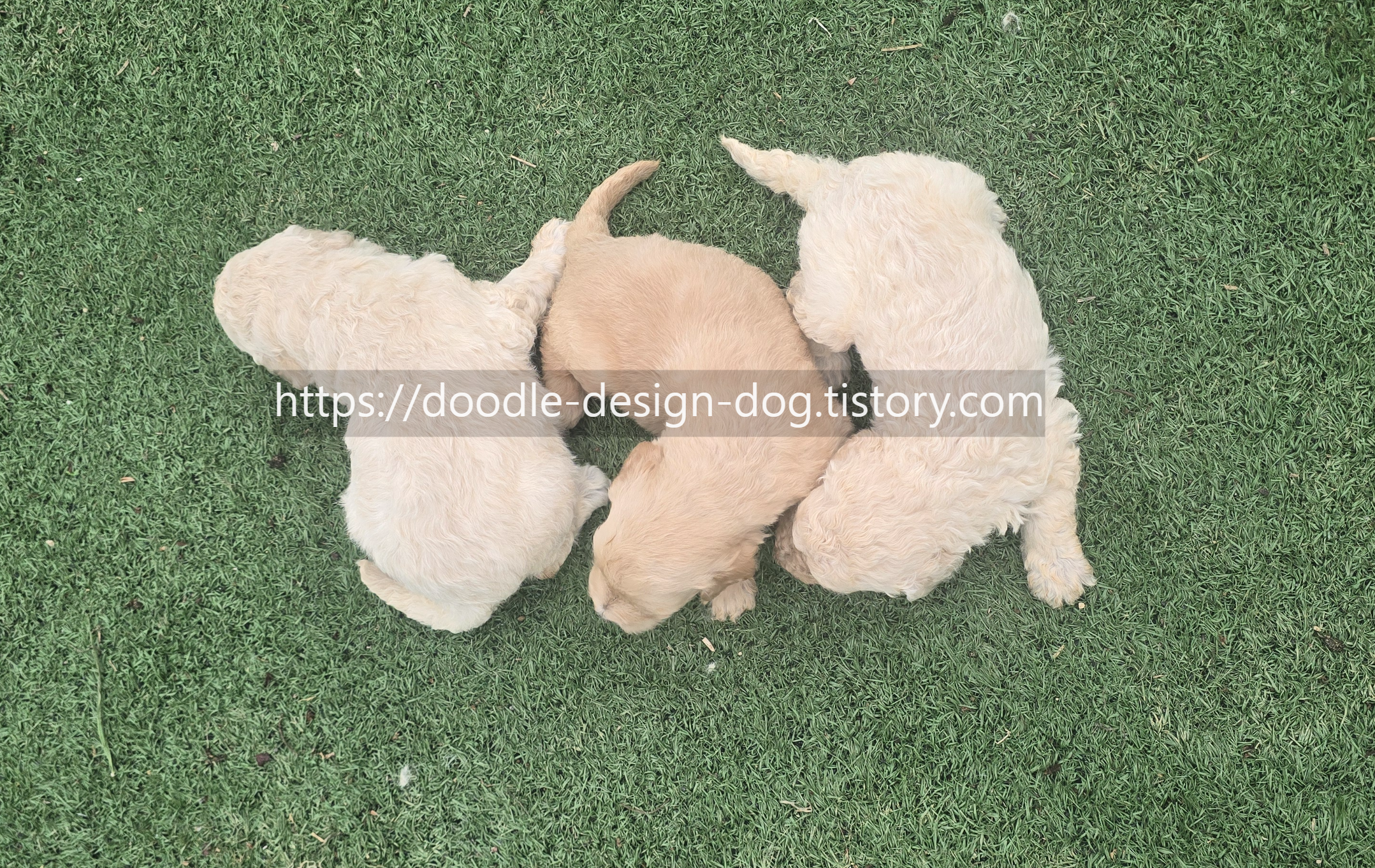 안산골든두들분양 전문 디자인독에서 교감형 골든두들이 건강하게 자라는 모습