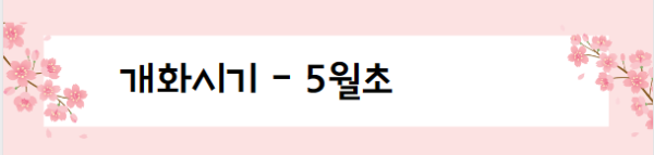 봄꽃 여행지