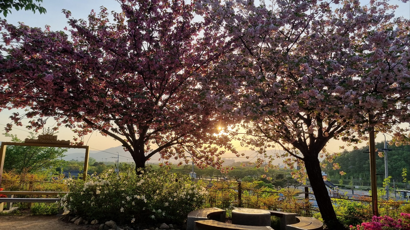 선덕여왕길 겹벚꽃2