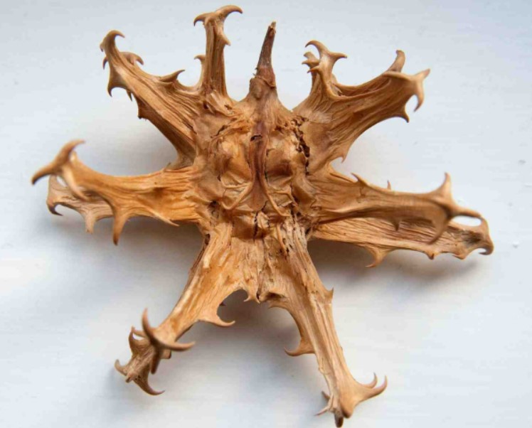 devil’s claw 악마의 발톱