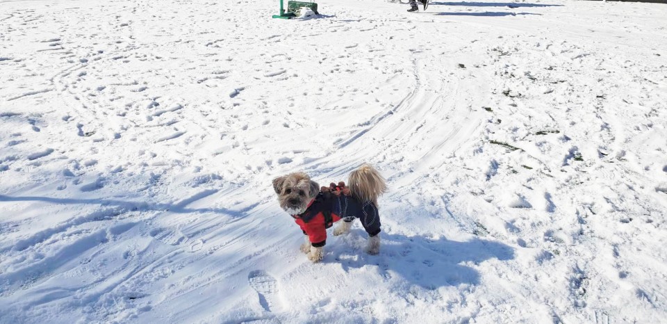 강아지와 눈 쌓인 길