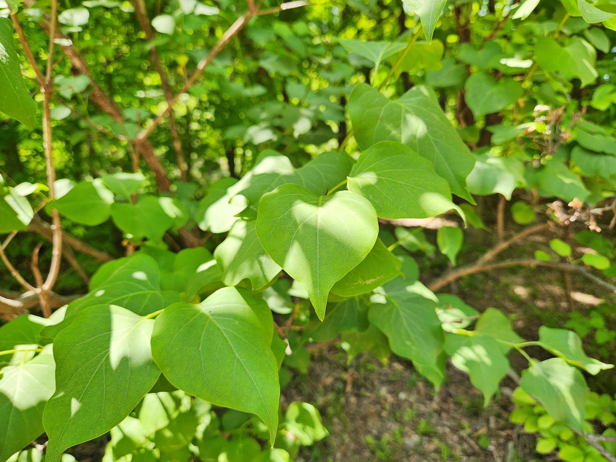 수수꽃다리