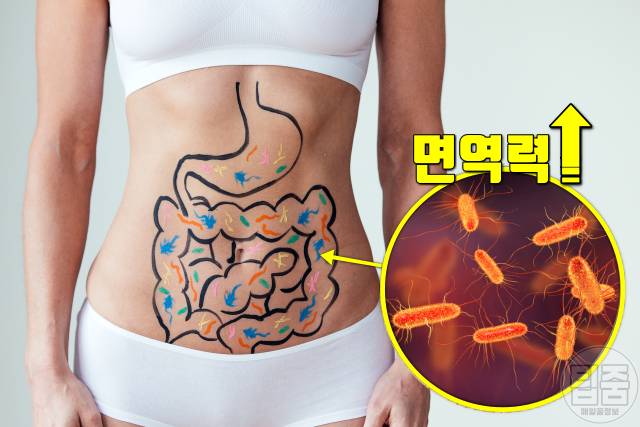 차전자피 효능 부작용 하루권장량 매일 면역력