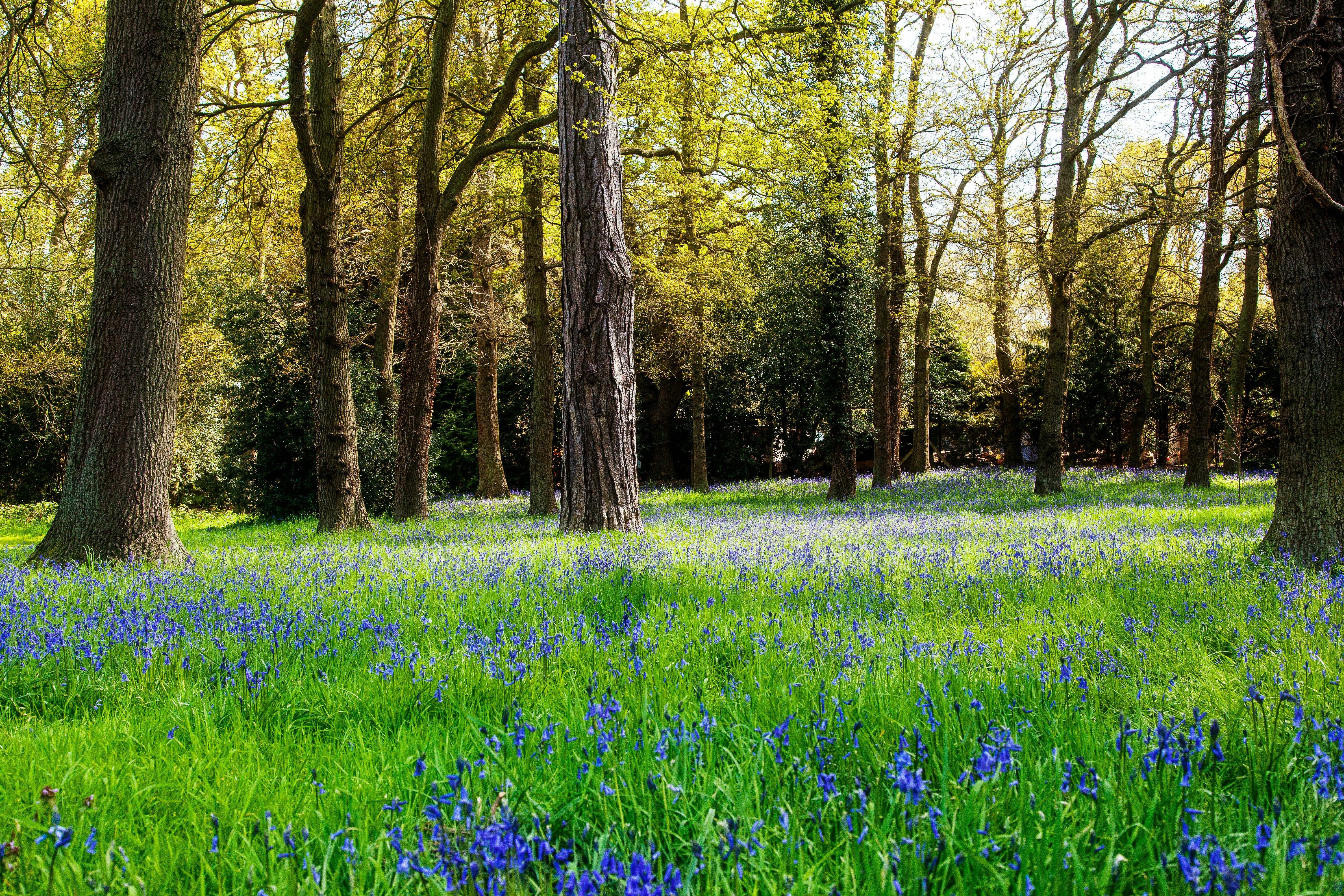 우거진 나무 사이로 따뜻한 햇살이 비추고, 초록색 fern과 작은 꽃들이 어우러진 고요하고 평온한 숲속 오솔길 풍경.