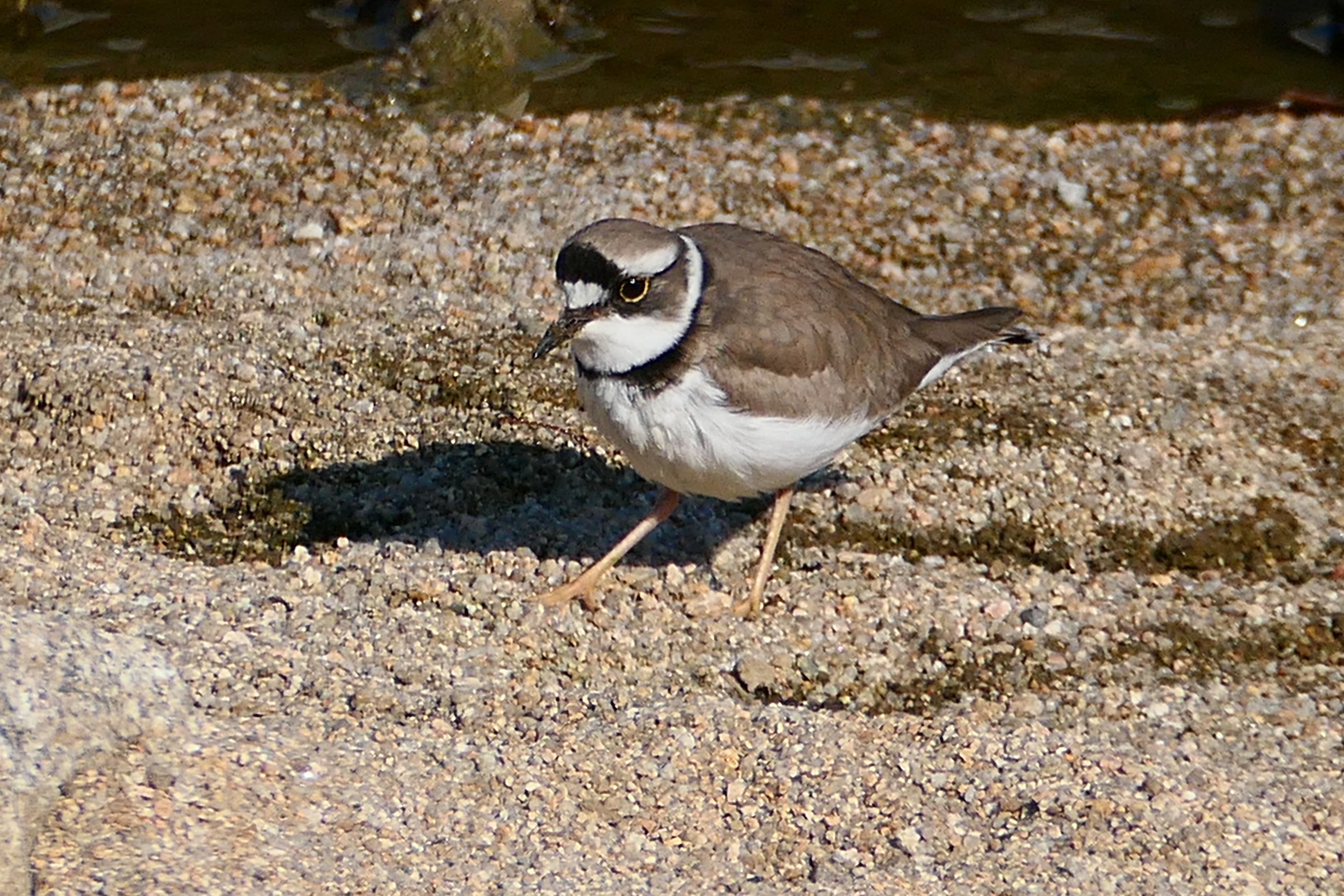 흰목물떼새&amp;#44; 갯벌 위의 마지막 경계자