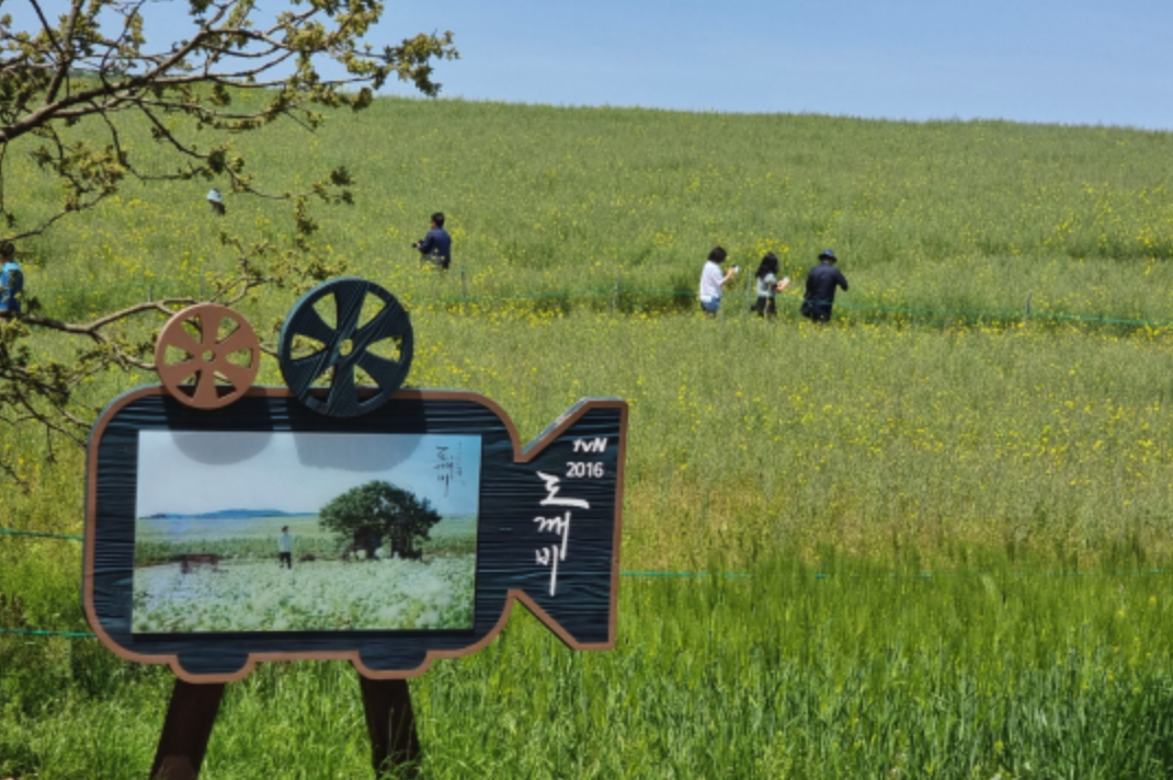 고창-청보리밭-축제