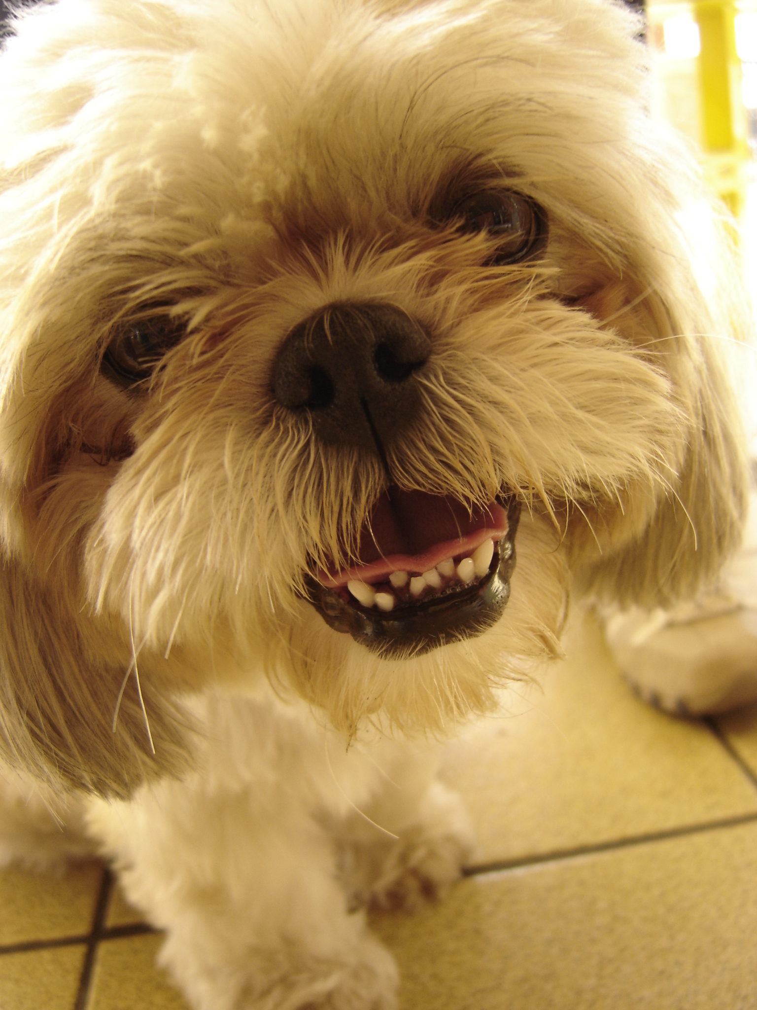 강아지 공격성 관련 사진