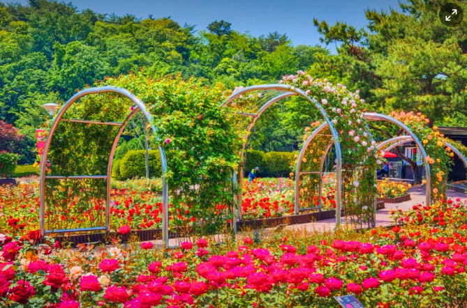 2025 울산대공원 장미축제
