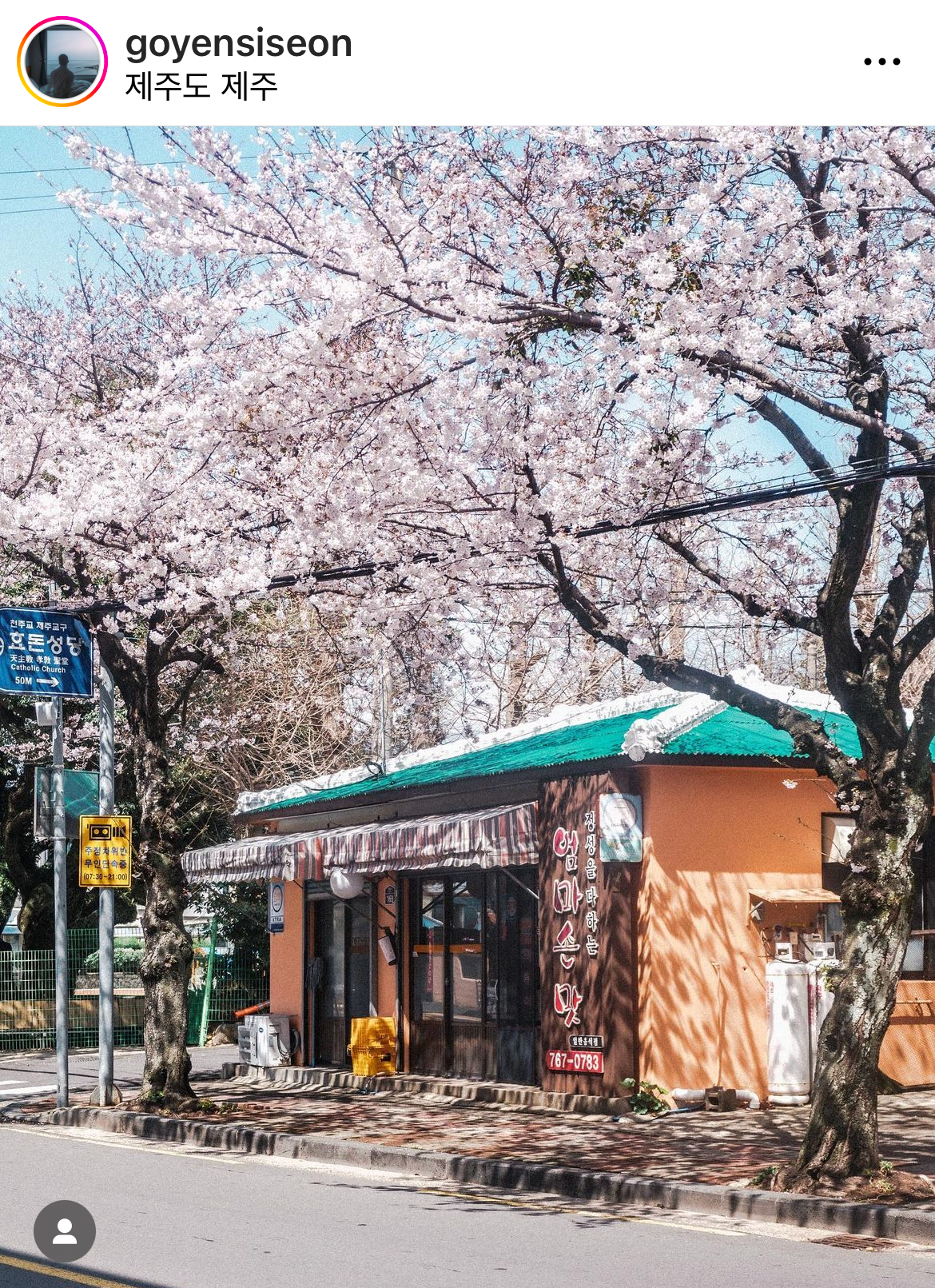 제주 서귀포 벚꽃 명소 효돈동 효돈로