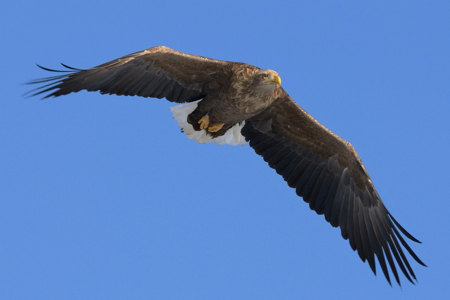 흰꼬리수리, 한반도의 대형 맹금류가 사라지고 있다|멸종위기 야생동물 1급
