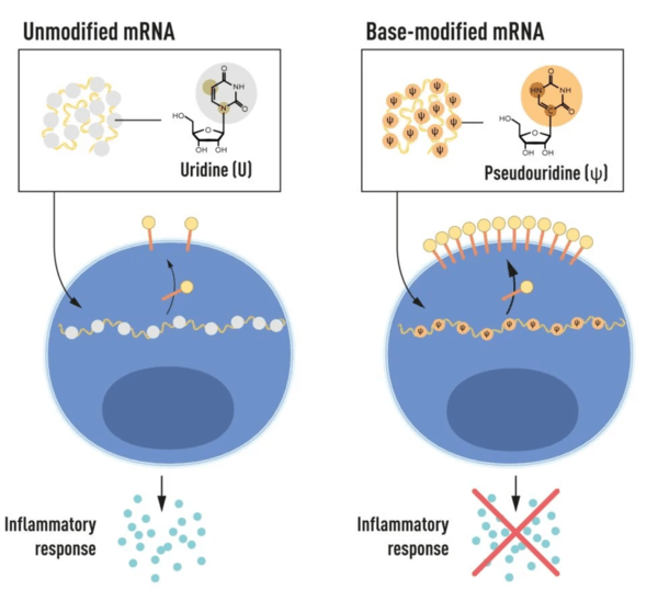 노벨 mRNA 백신