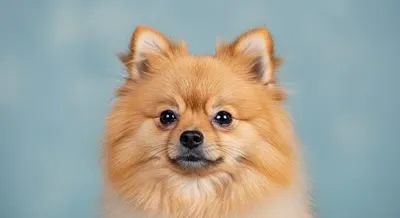 강아지 귀 구조부터 이해하는 게 먼저예요