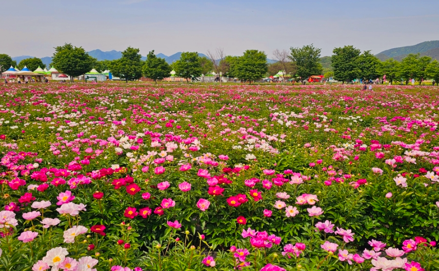 강나루생태공원에 작약1