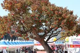 청송사과꽃 축제